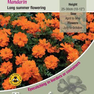 Cosmos sulphureus 'Mandarin' - HHA