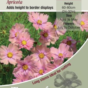 Cosmos 'Apricota' - HHA