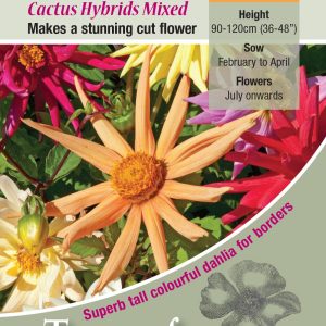 Dahlia 'Cactus Hybrids Mixed' - HHP
