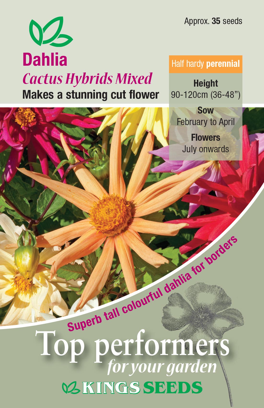 Dahlia 'Cactus Hybrids Mixed' - HHP