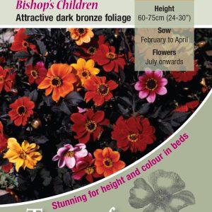 Dahlia 'Bishops Children' - HHP