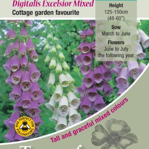 Foxglove - Digitalis 'Excelsior Mixed' - HB