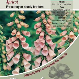Foxglove - Digitalis purpurea 'Apricot' - HB