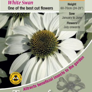 Echinacea 'White Swan' - HP