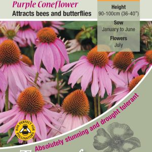 Echinacea purpurea 'Purple Coneflower' - HP