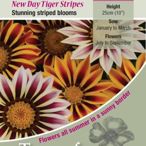 Gazania 'New Day Tiger Stripes' - HHA