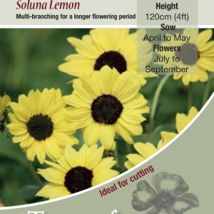 Sunflower Soluna Lemon - HA