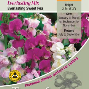 Lathyrus latifolius 'Mixed' - HP