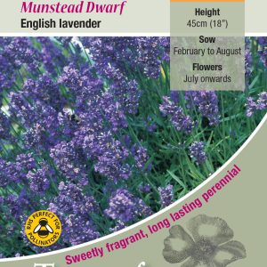 Lavender 'Munstead' (Dwarf) - HP