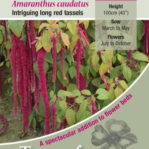 Amaranthus caudatus 'Love Lies Bleeding' - HHA