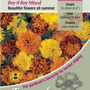 Marigold 'Boy O Boy Mixed' - HHA