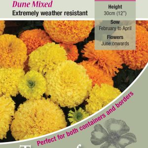Marigold 'Dune Mixed' - HHA