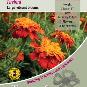 French Marigold 'Firebird' - HHA