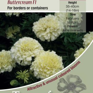 African Marigold 'Buttercream F1' - HHA