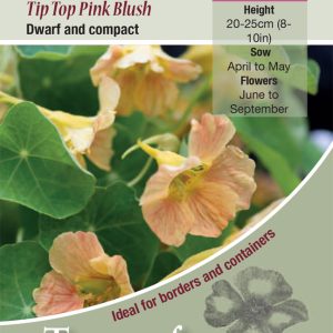 Nasturtium Tip Top Pink Blush - HA