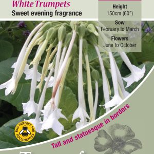 Nicotiana 'White Trumpets' - HHA