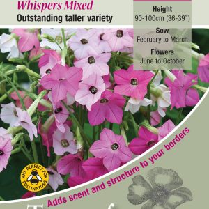 Nicotiana 'Whispers Mixed' - HHA