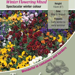 Pansy Winter Flowering Mixed - HP