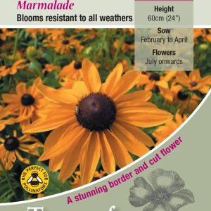 Rudbeckia Marmalade - HHA