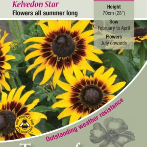 Rudbeckia Hirta Kelvedon Star - HHA