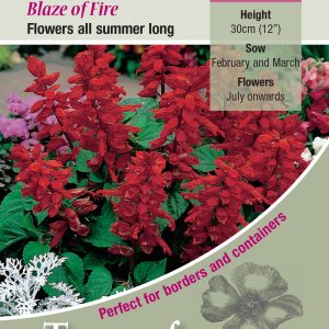Salvia Blaze Of Fire - HHA