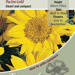 Sunflower Pacino Gold - HA