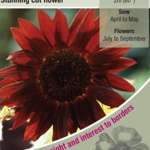 Sunflower Claret F1 - HA