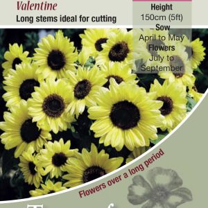Sunflower Valentine