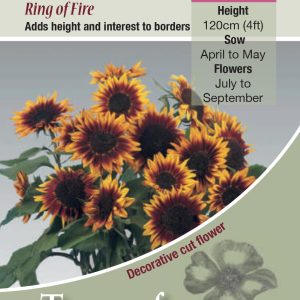 Sunflower Ring Of Fire - HA