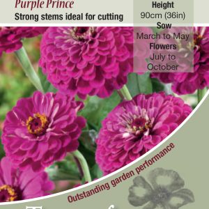 Zinnia Purple Prince - HHA
