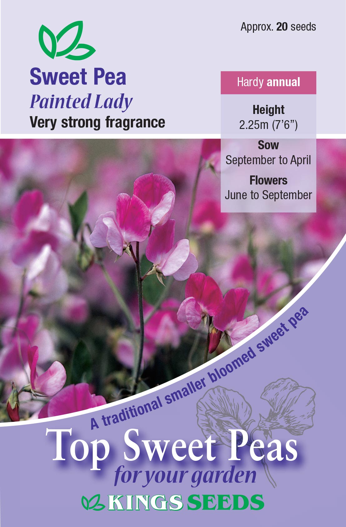 Sweet Pea 'Painted Lady'(Lathyrus) HA - Highly Scented