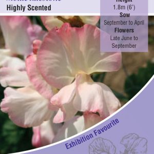 Sweet Pea 'Mollie Rilestone'(Lathyrus) HA - Highly Scented