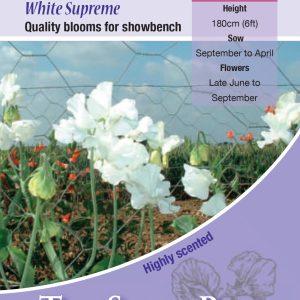 Sweet Pea Spencer 'White Supreme' (Lathyrus) - Highly Scented - HA