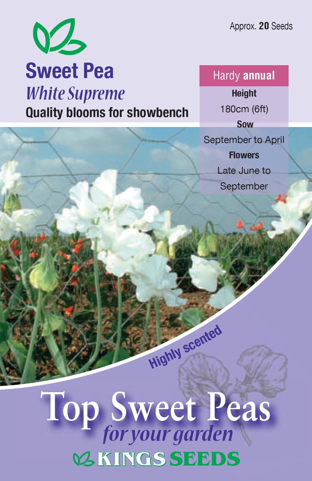 Sweet Pea Spencer 'White Supreme' (Lathyrus) - Highly Scented - HA