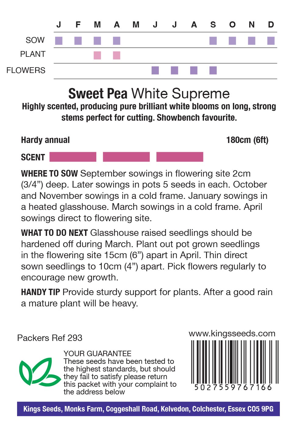 Sweet Pea Spencer 'White Supreme' (Lathyrus) - Highly Scented - HA - Image 2