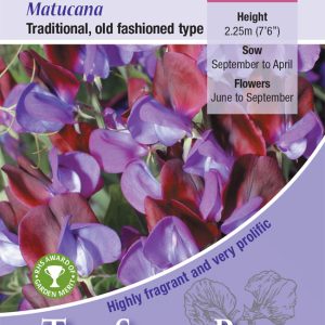 Sweet Pea 'Matucana'(Lathyrus) HA- Highly Scented
