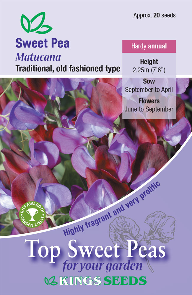 Sweet Pea 'Matucana'(Lathyrus) HA- Highly Scented