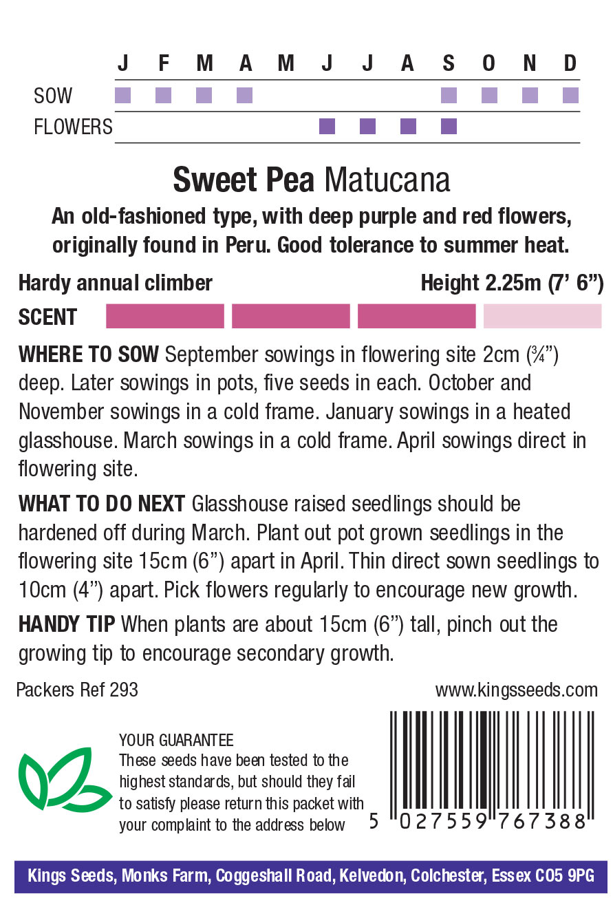 Sweet Pea 'Matucana'(Lathyrus) HA- Highly Scented - Image 2