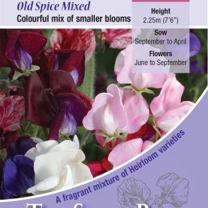 Sweet Pea 'Old Spice Mixed'(Lathyrus) HA - Highly Scented