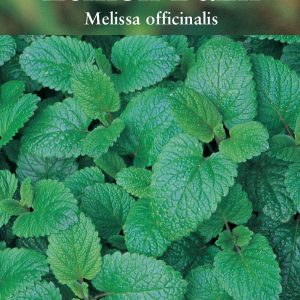 Herb - Lemon Balm (Melissa Officinalis)