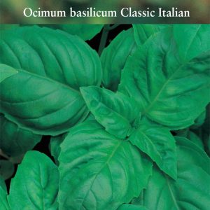 Herb - Classic Italian Basil (Annual) - Ocimum basilicum 'Classic Italian'