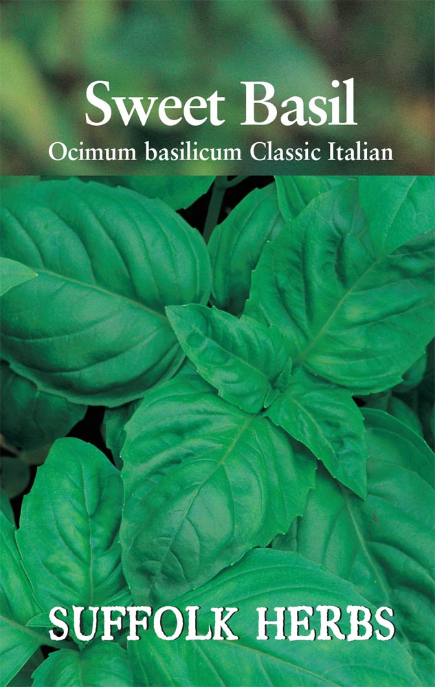 Herb - Classic Italian Basil (Annual) - Ocimum basilicum 'Classic Italian'
