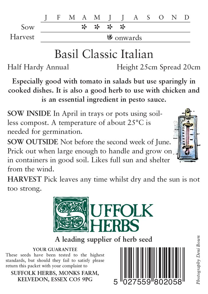 Herb - Classic Italian Basil (Annual) - Ocimum basilicum 'Classic Italian' - Image 2