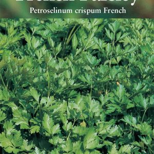 Parsley French - (Petroselinum crispum French)
