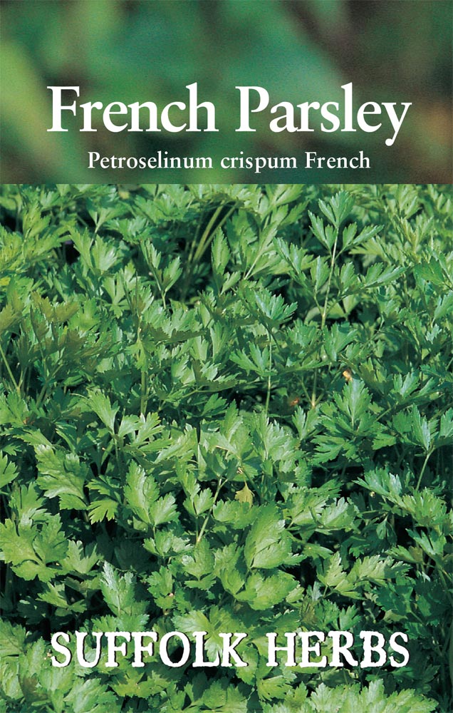 Parsley French - (Petroselinum crispum French)