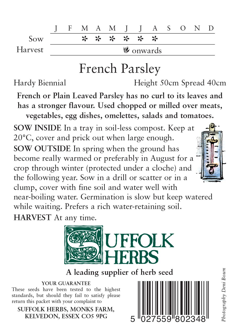Parsley French - (Petroselinum crispum French) - Image 2