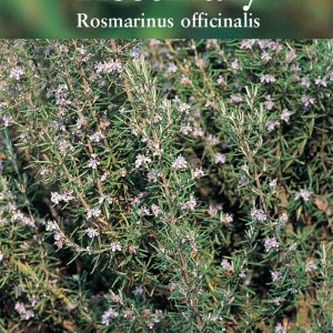 Herb - Rosemary (Rosmarinus officinalis