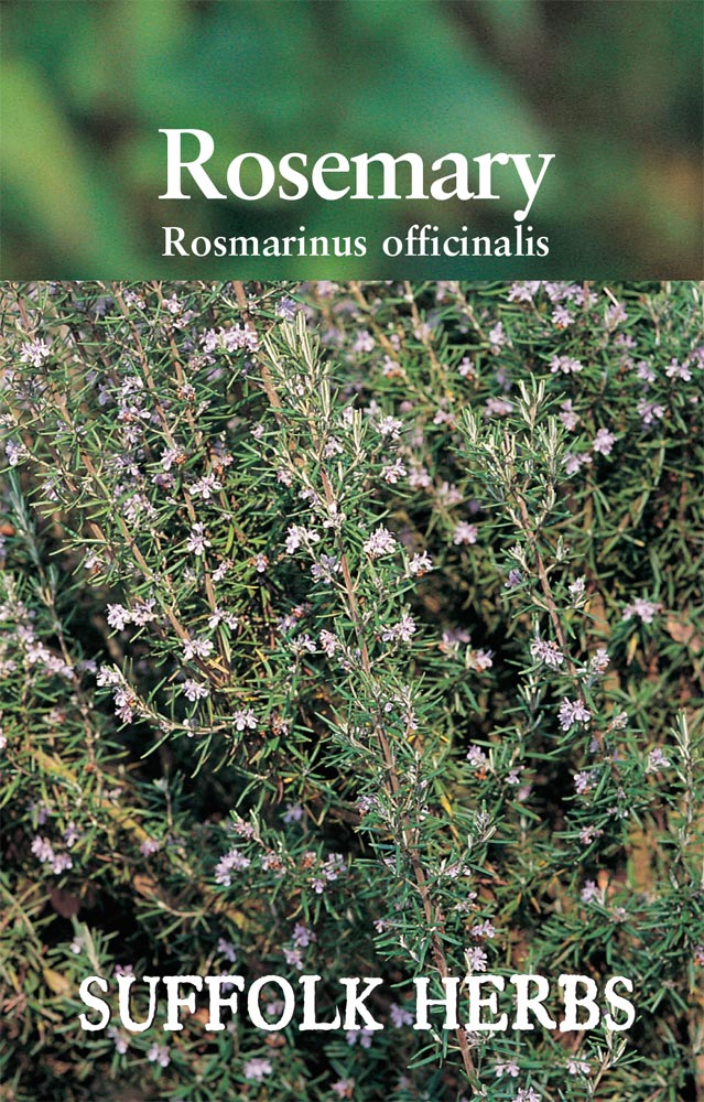 Herb - Rosemary (Rosmarinus officinalis