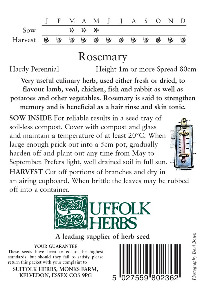 Herb - Rosemary (Rosmarinus officinalis - Image 2