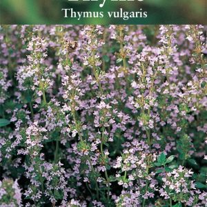Herb - Thyme (Thymus vulgaris)